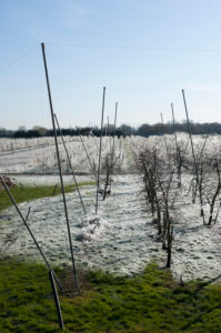 Orchard, apple trees, frost protection in the old country Orchard, apple trees, frost protection in the old country